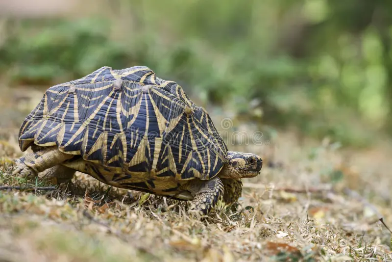 Sri Lankan star tortoise